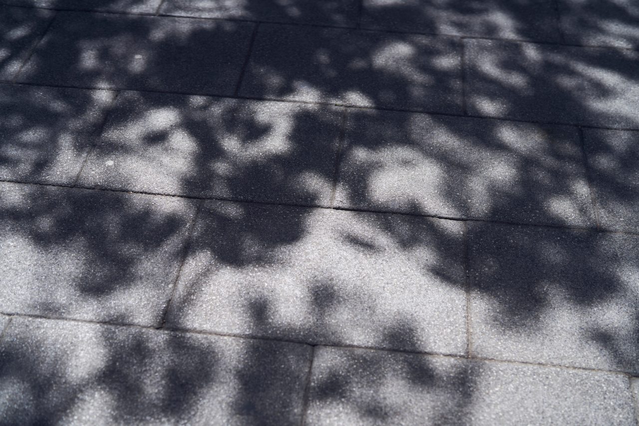 Leaves shadows