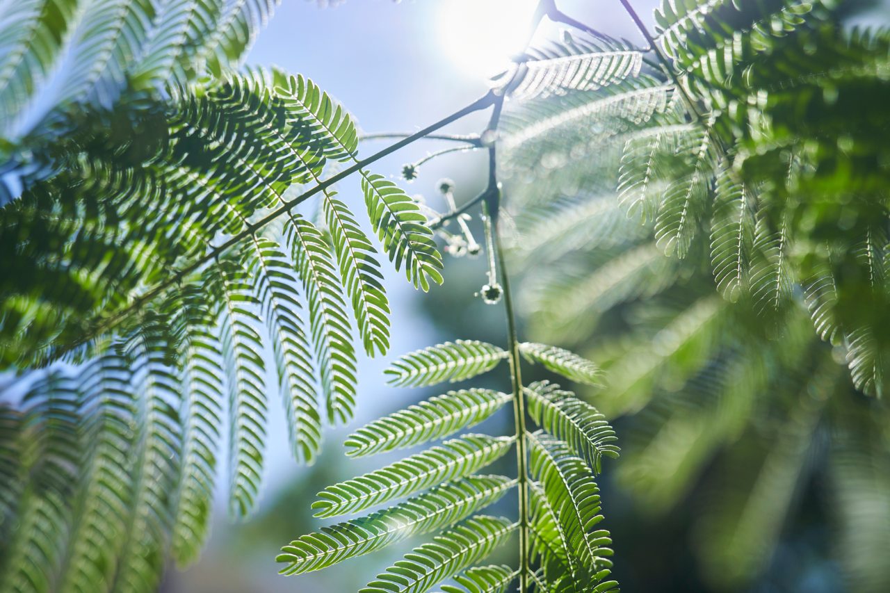 Planta verde alumbrado por rayos de sol